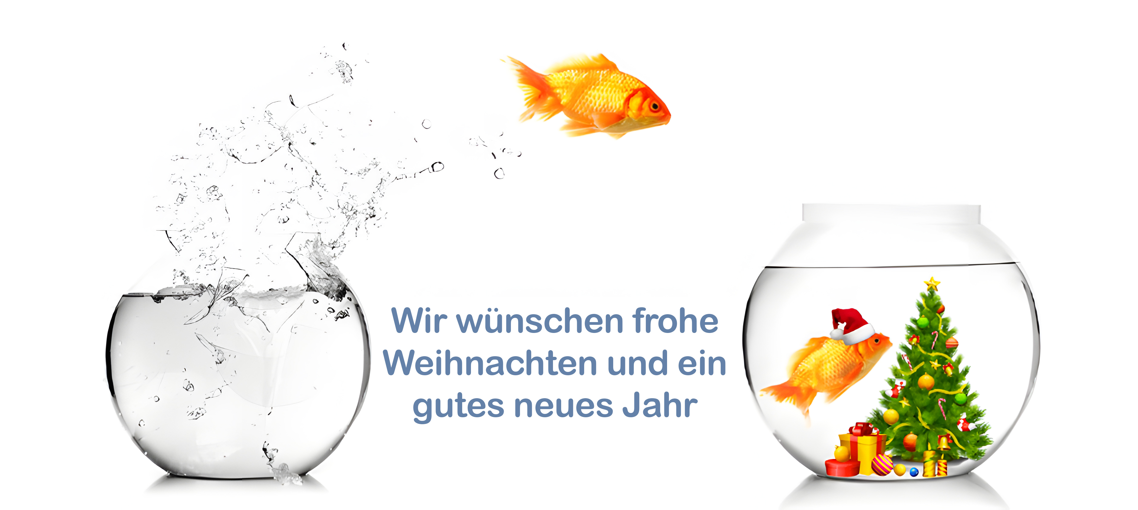 Goldfisch springt von einem leeren Glas in ein anderes, in dem eine Pflanze ist
